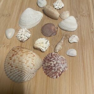 Natural Seashell Collection - Cream and Brown